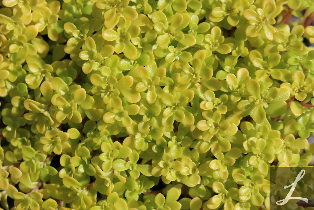 Sedum makinoi 'Ogon'
