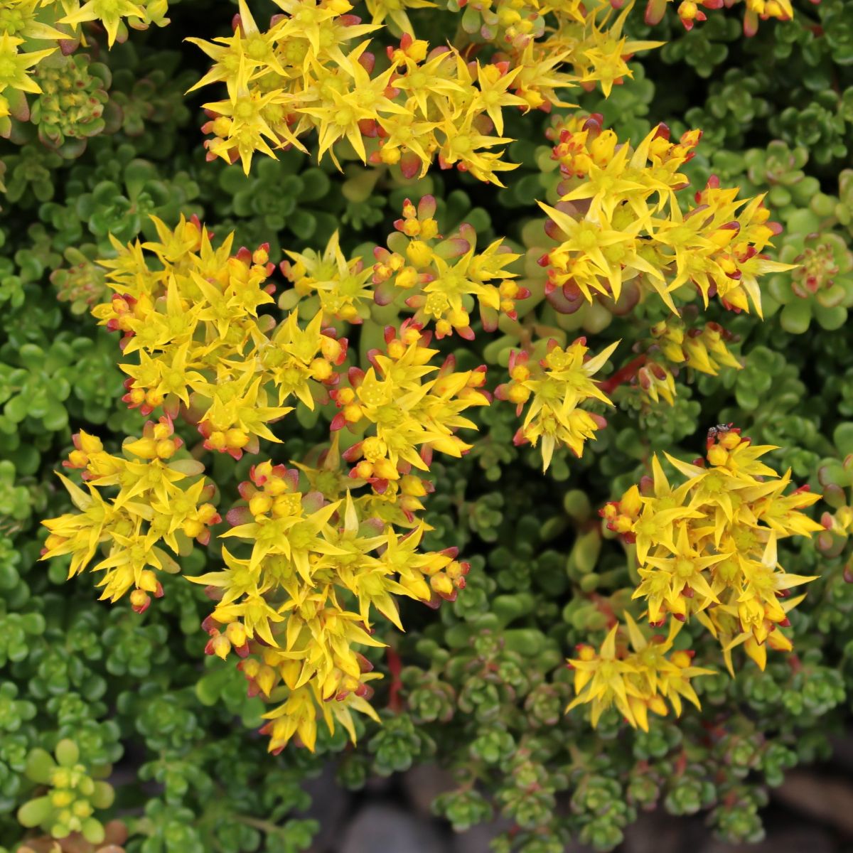 Sedum oreganum