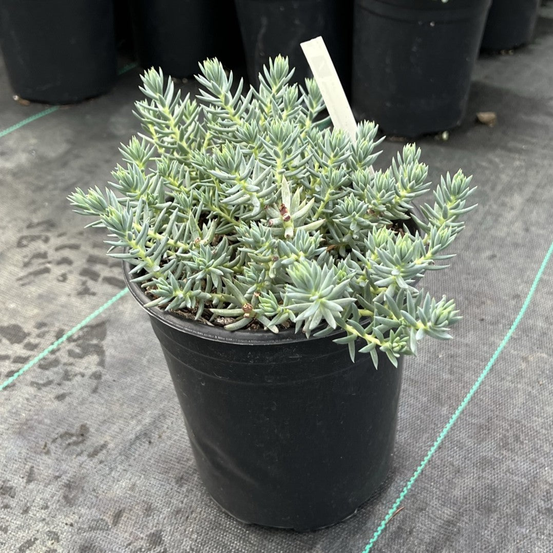 Sedum reflexum 'Spanish Blue Select'