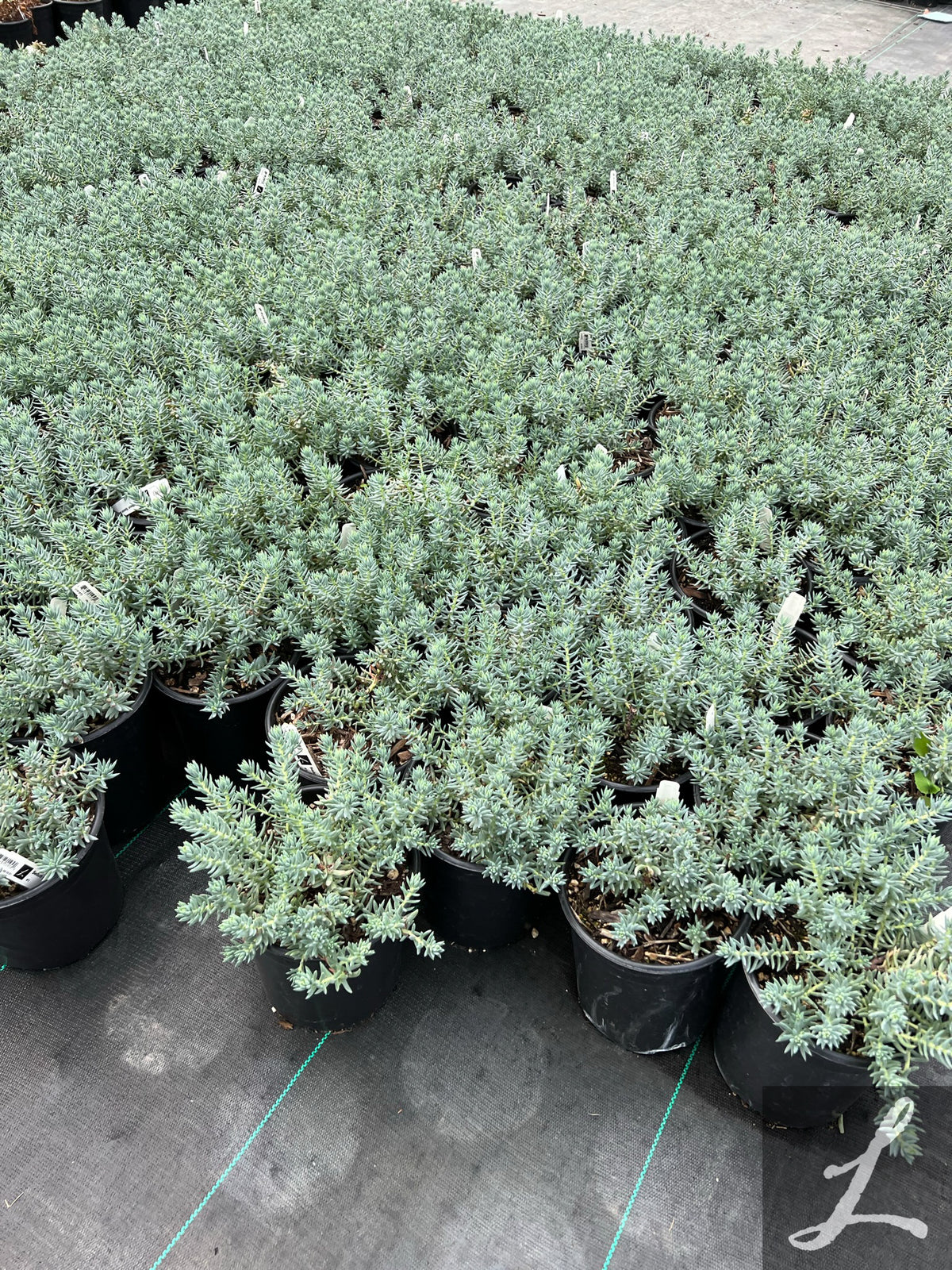 Sedum reflexum 'Spanish Blue Select'