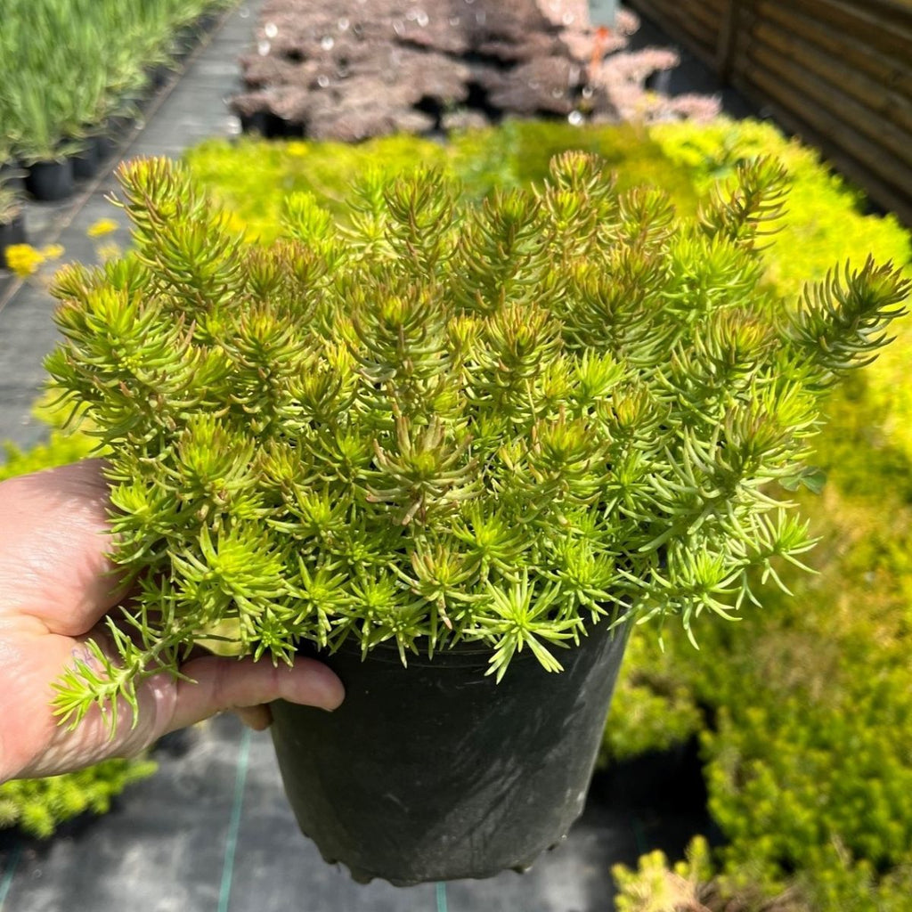Sedum reflexum 'Sundance'
