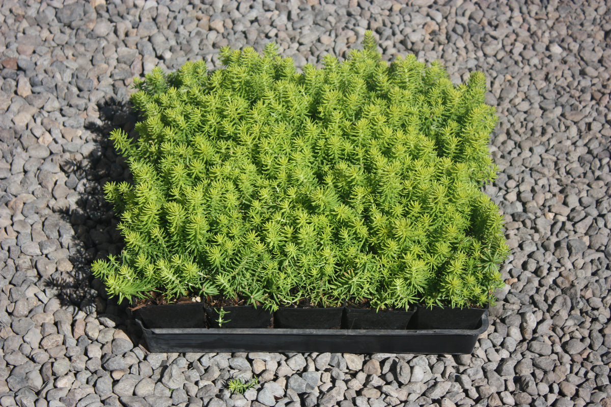 Groundcover, Sedum repestre 'Angelina'- 25 per flat