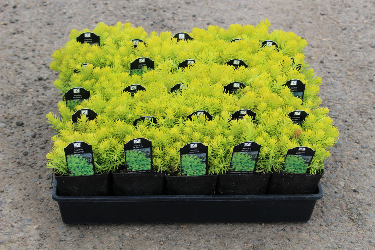 Groundcover, Sedum repestre 'Angelina'- 25 per flat