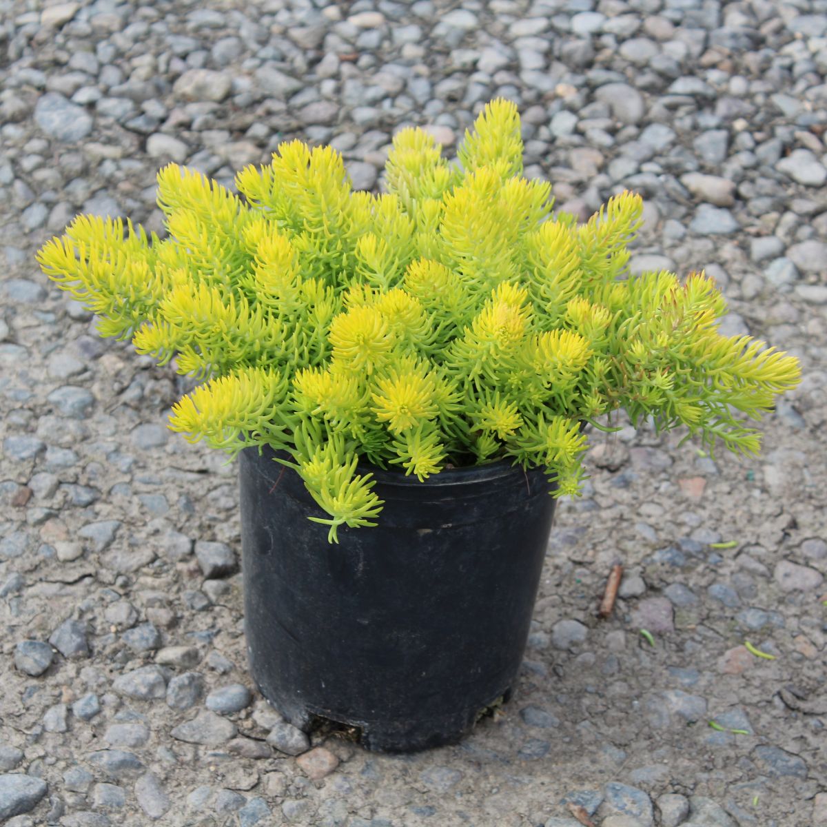 Sedum repestre 'Angelina'