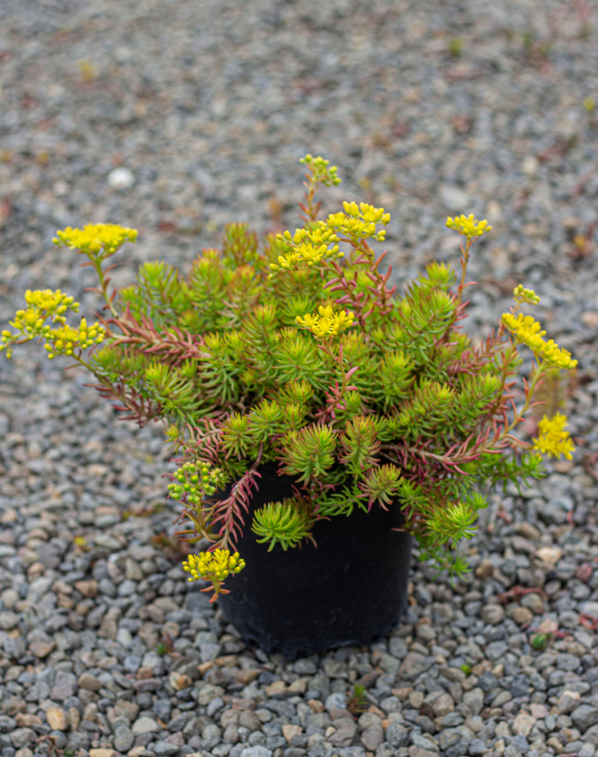 Sedum repestre 'Angelina'