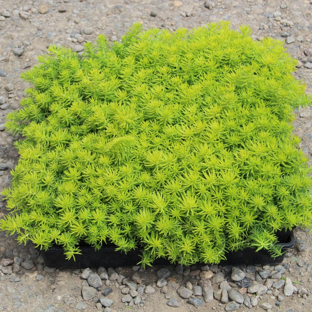 Groundcover, Sedum repestre 'Angelina'- 25 per flat
