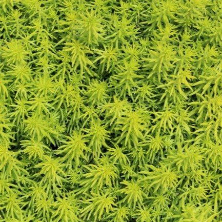 Groundcover, Sedum repestre 'Angelina'- 25 per flat