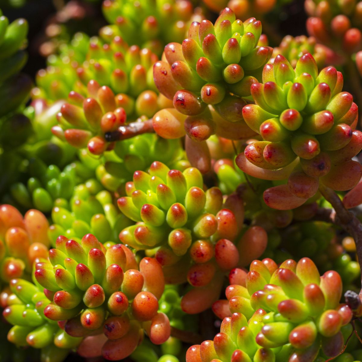 Sedum rubrotinctum