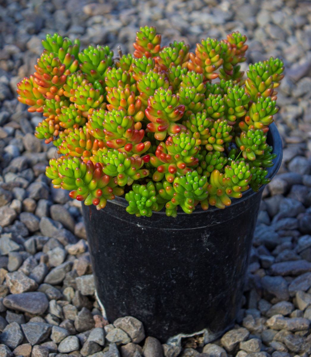 Sedum rubrotinctum