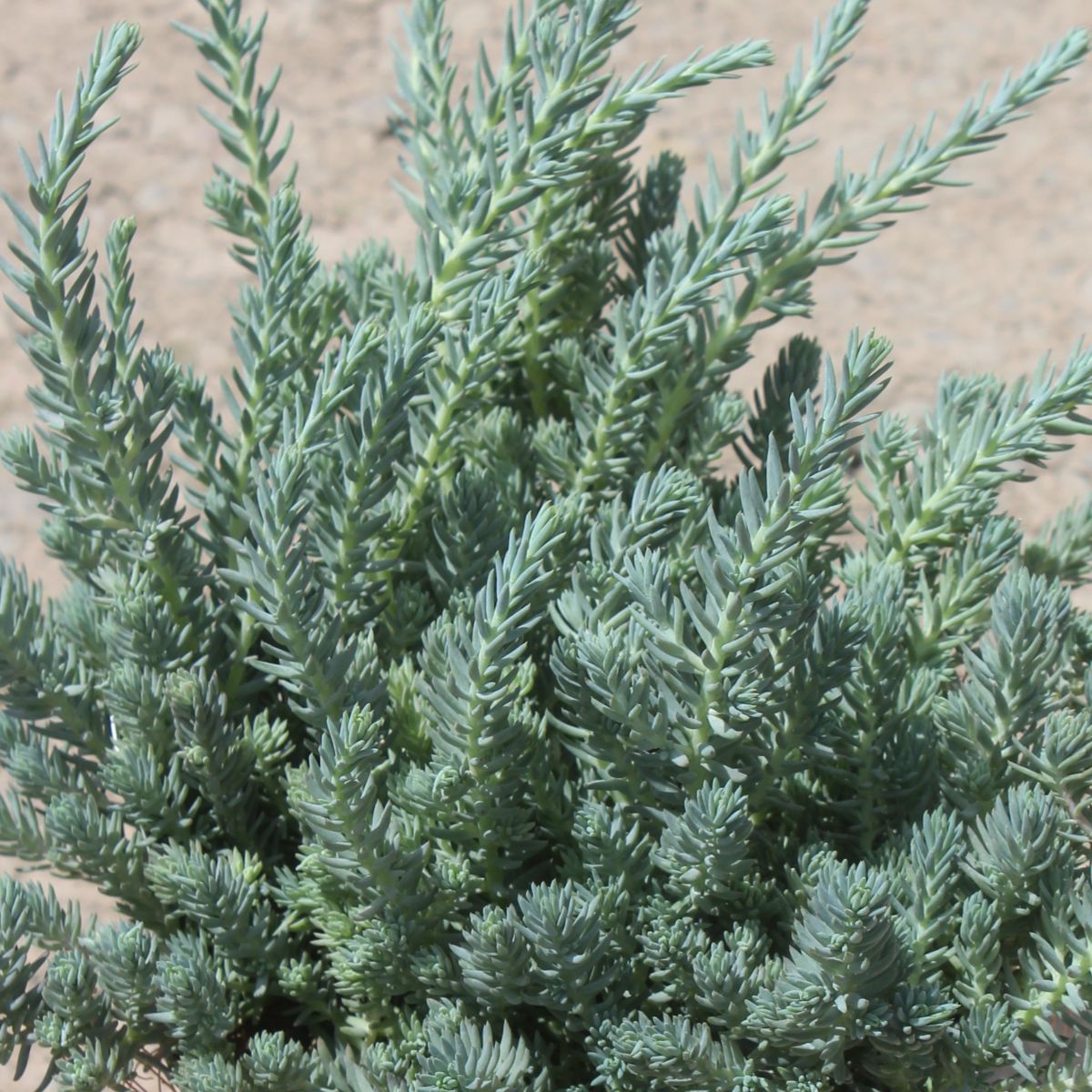 Sedum rup. 'Blue Spruce'