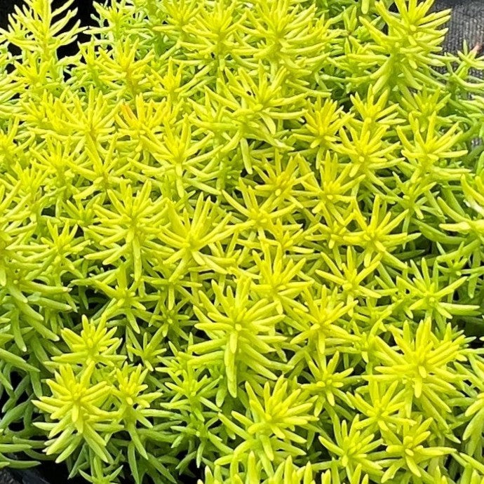 Sedum 'Angelina's Teacup'