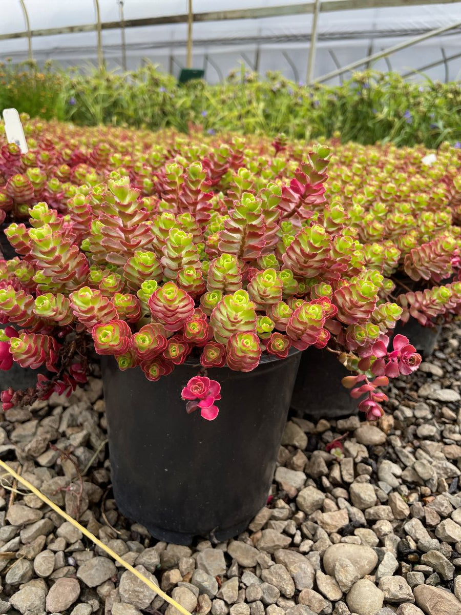 Sedum spu. 'Cinnabar'