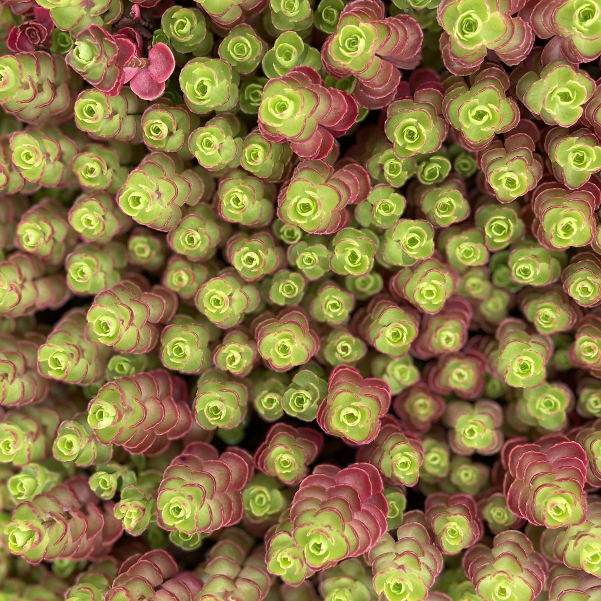 Sedum spu. 'Cinnabar'