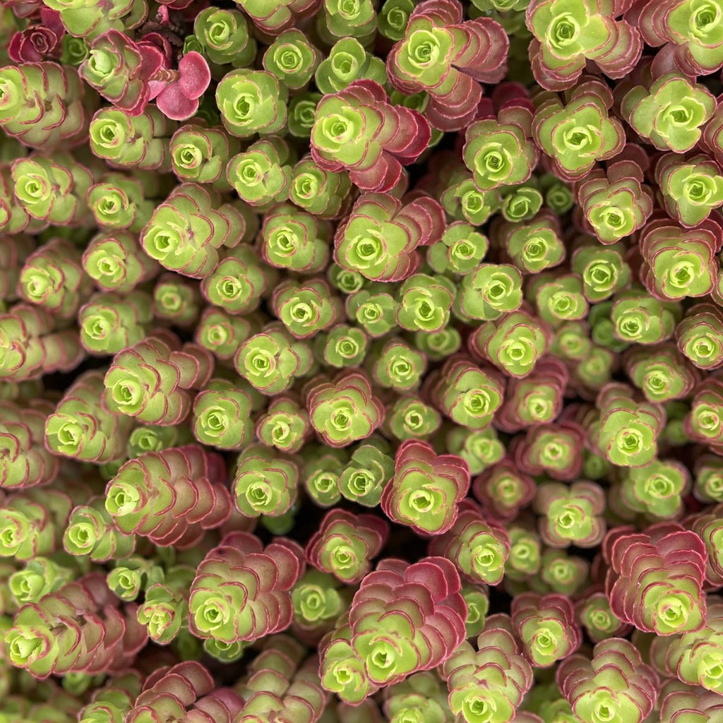Sedum spu. 'Cinnabar'
