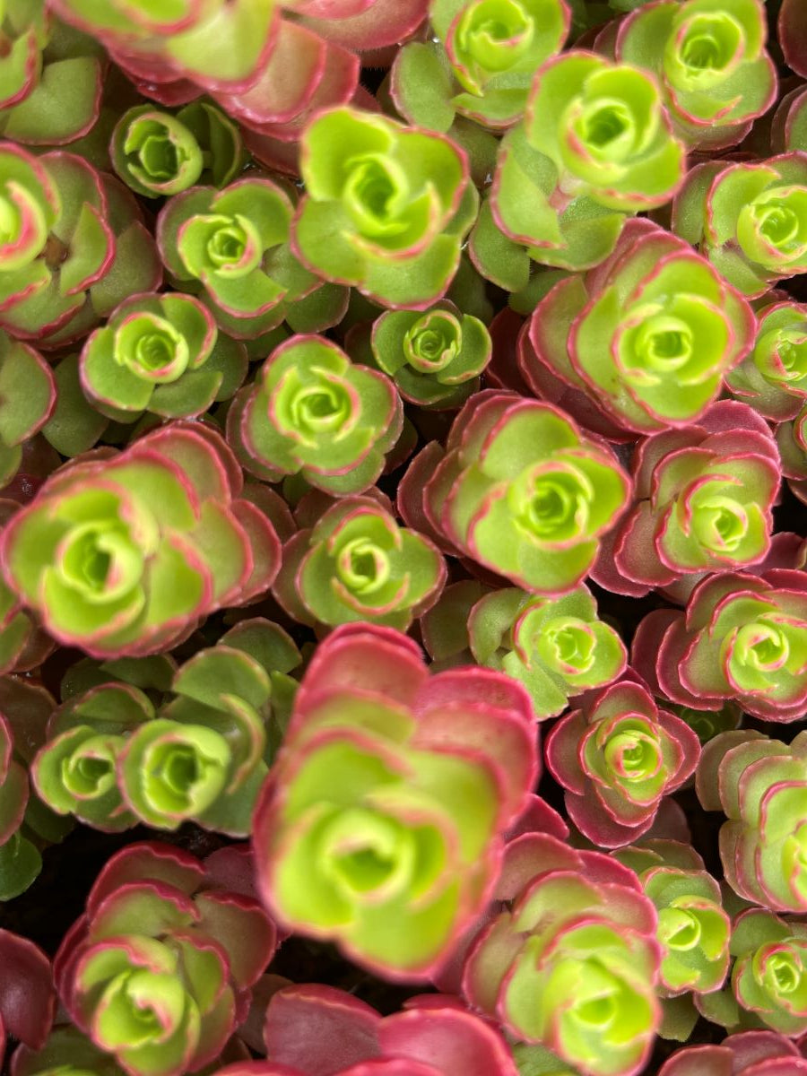 Sedum spu. 'Cinnabar'