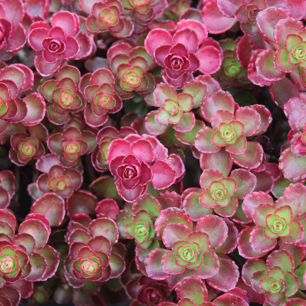 Sedum spu. 'Dragon's Blood'
