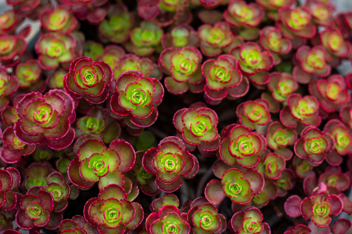 Groundcover, Sedum spu. 'Dragon's Blood'- 25 per flat