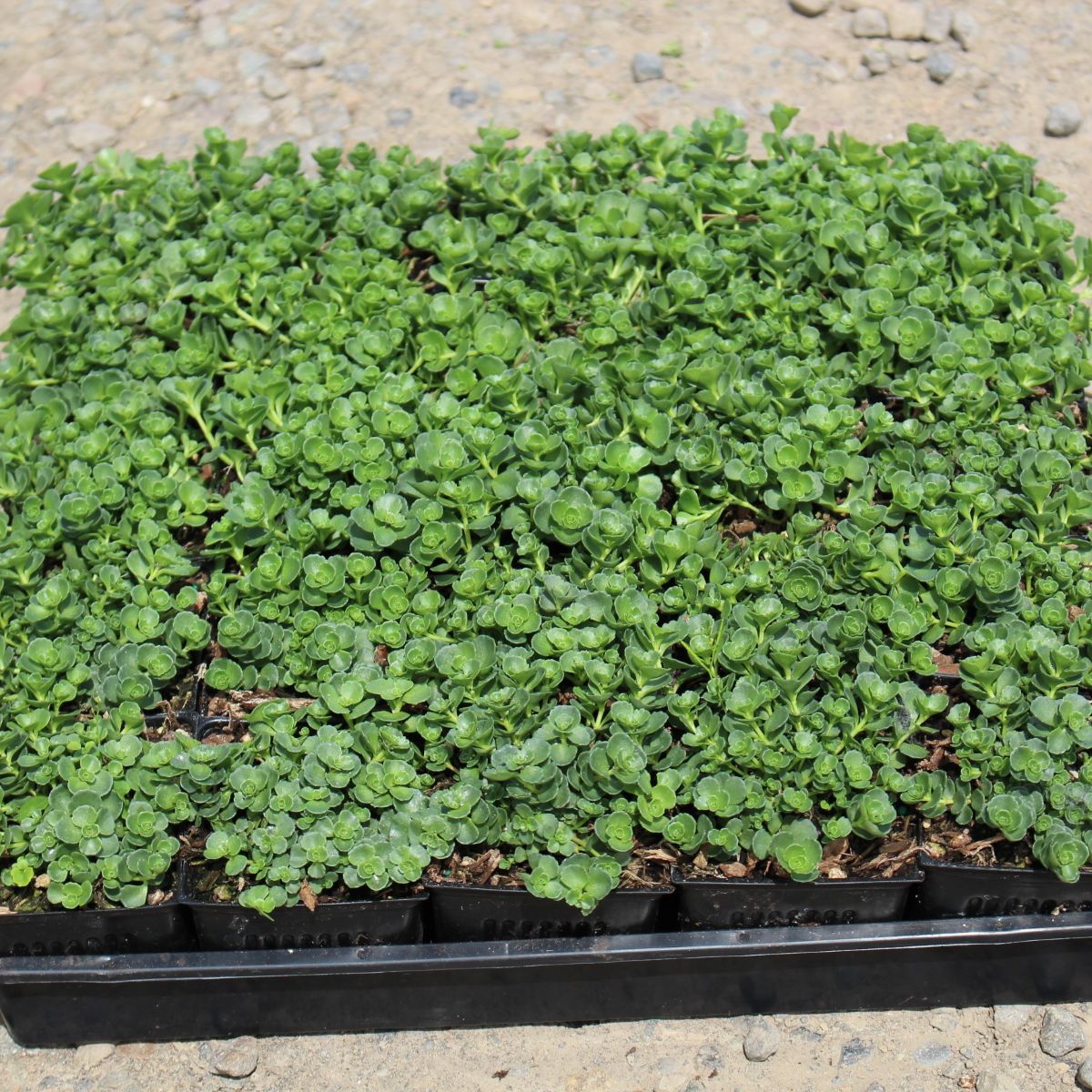 Groundcover, Sedum spurium 'John Creech'- 25 per flat