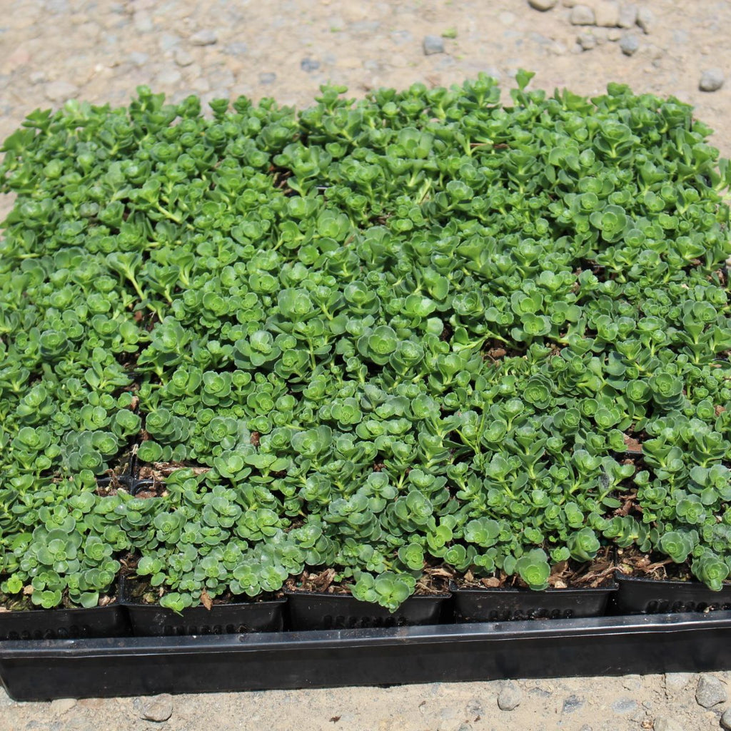 Groundcover, Sedum spurium 'John Creech'- 25 per flat