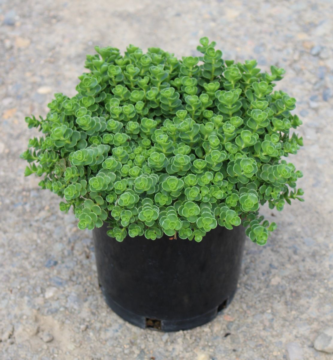 Sedum cauticola 'John Creech'