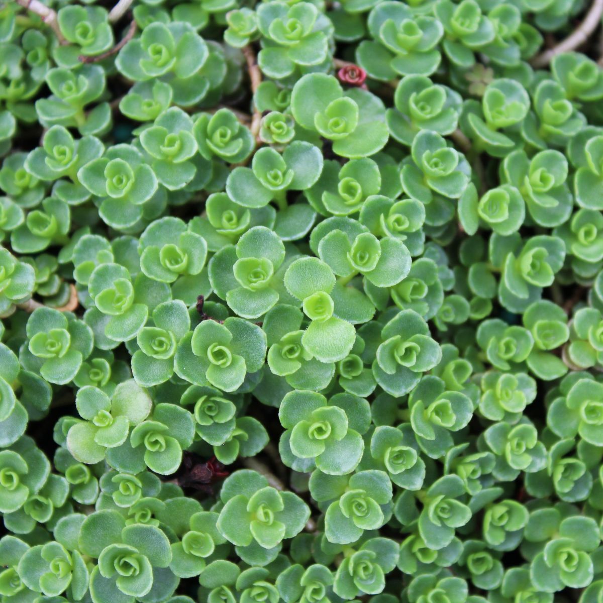 Sedum cauticola 'John Creech'