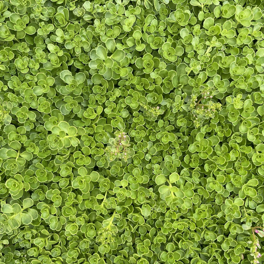Sedum spu. 'Pink Cloud'