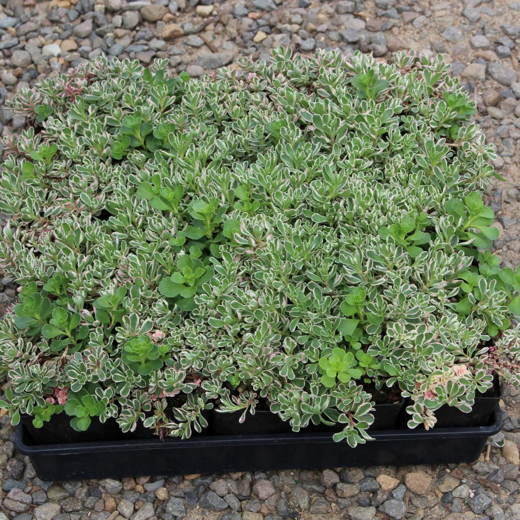 Groundcover, Sedum spu. 'Tricolor'- 25 per flat