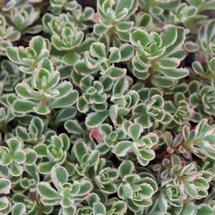 Groundcover, Sedum spu. 'Tricolor'- 25 per flat