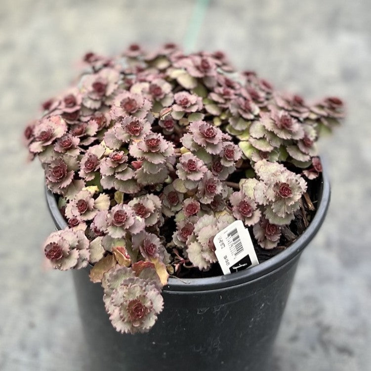 Sedum spurium ‘Ruby Mantle’