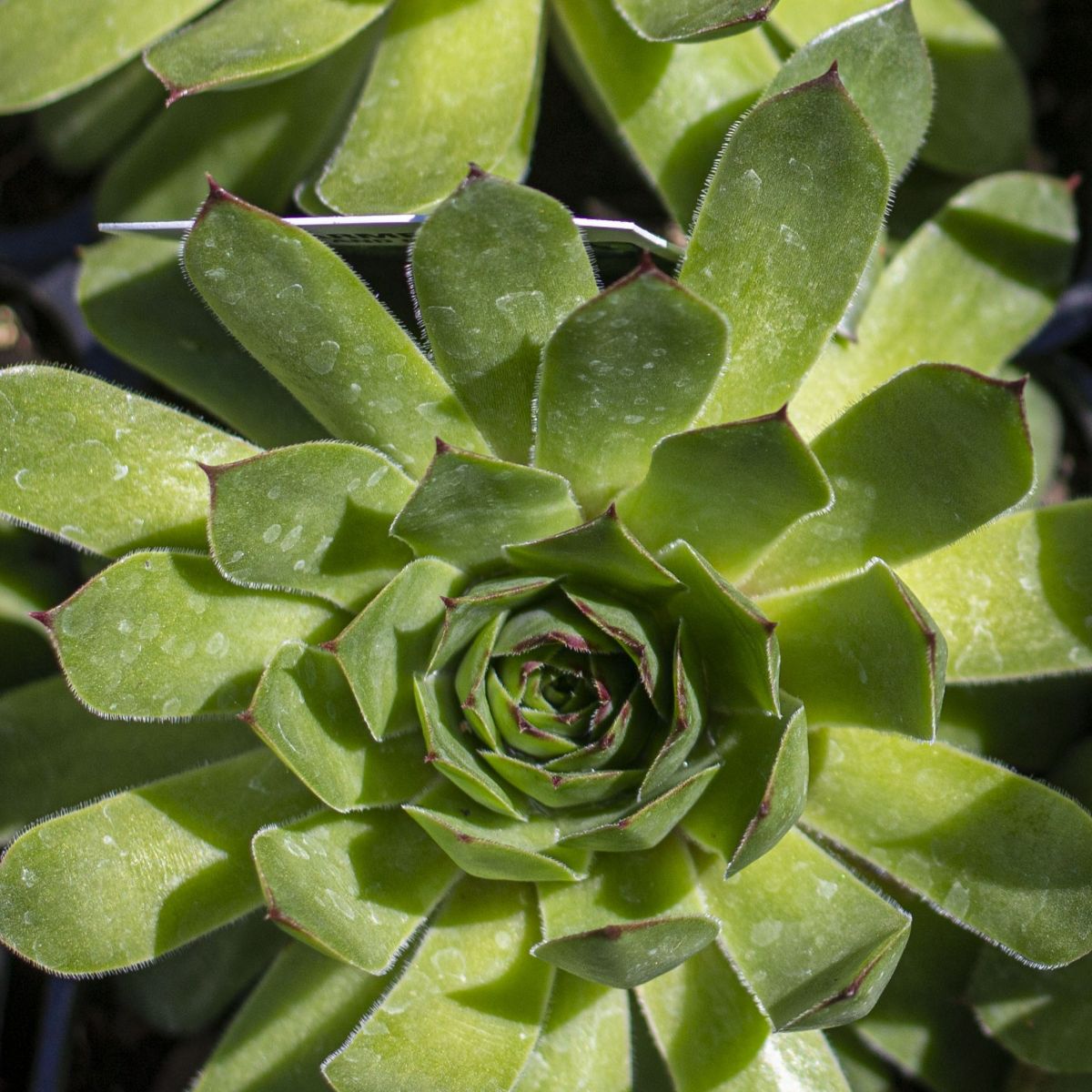 Sempervivum 'Carmen'