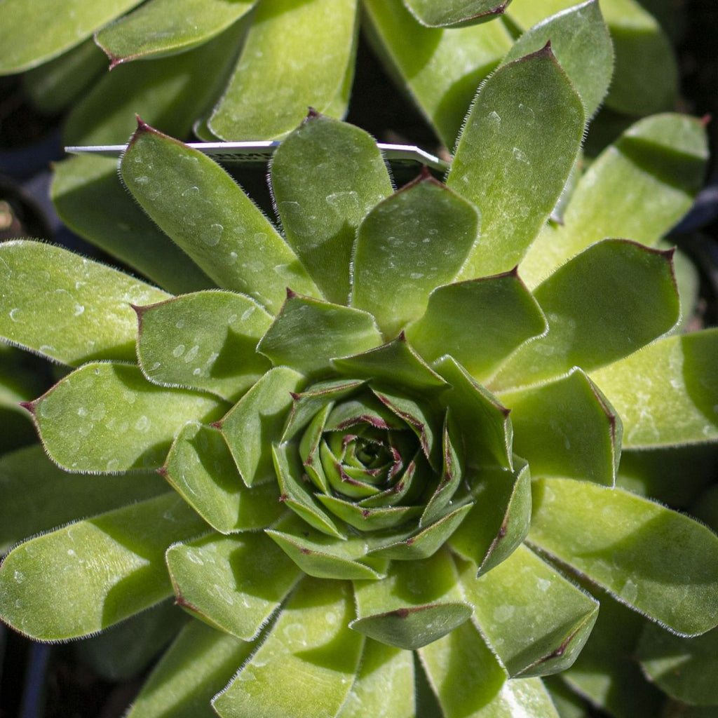 Sempervivum 'Carmen'