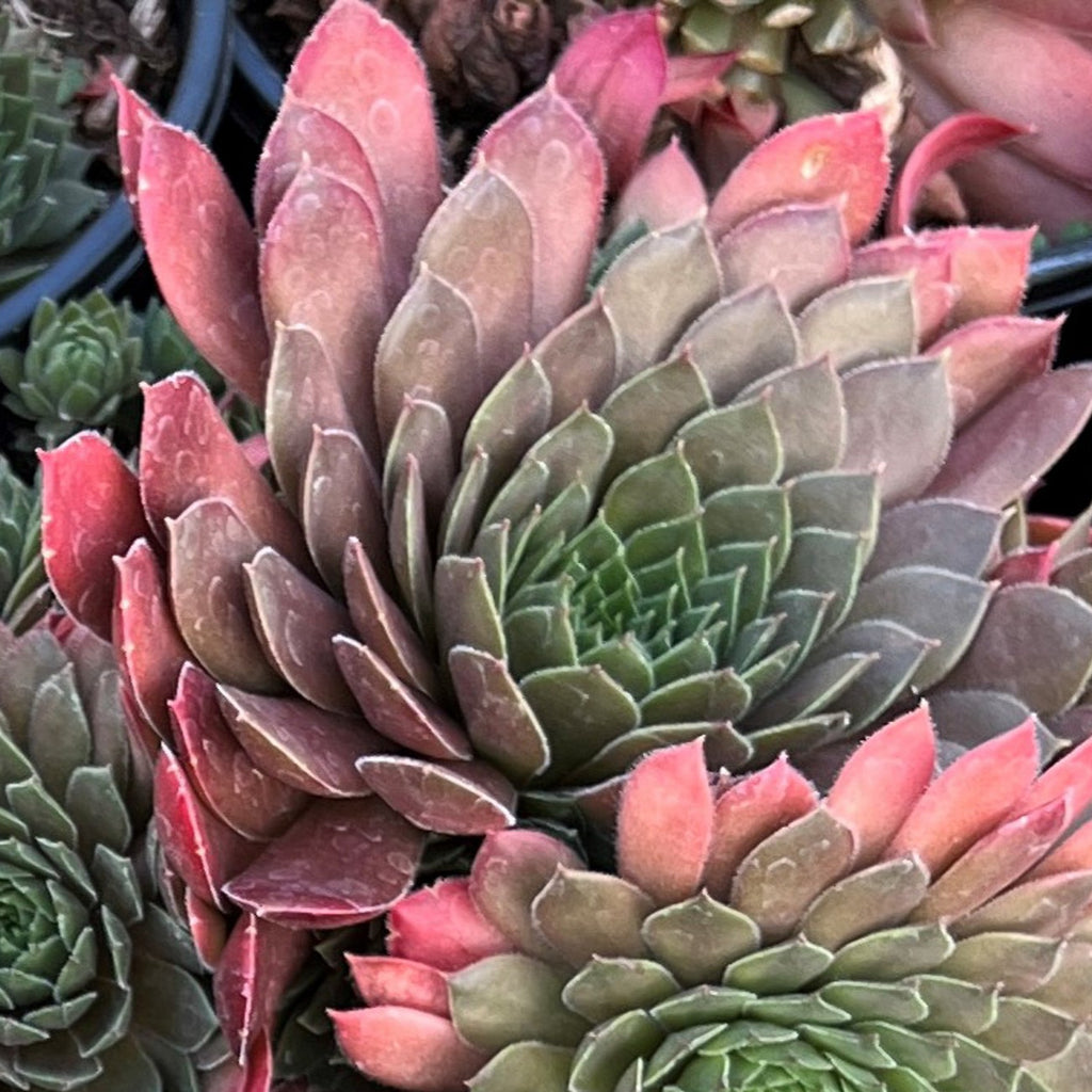 Sempervivum Chick Charms® Bing Cherry™