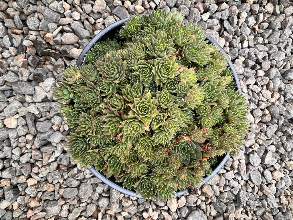 Sempervivum 'Kalinda'