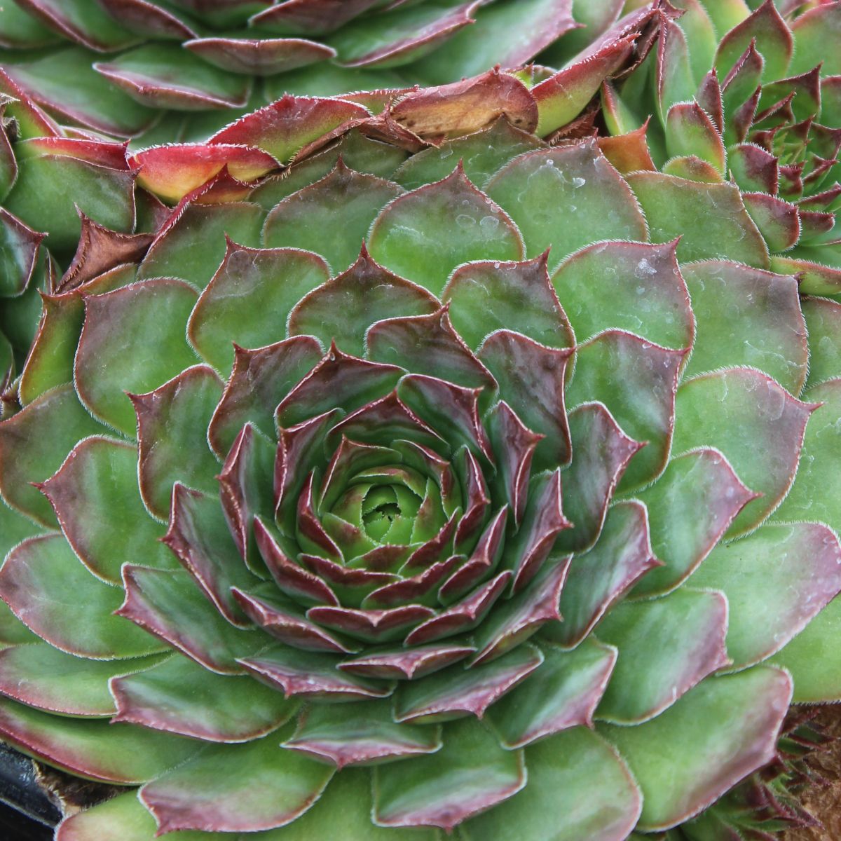 Sempervivum 'Black'