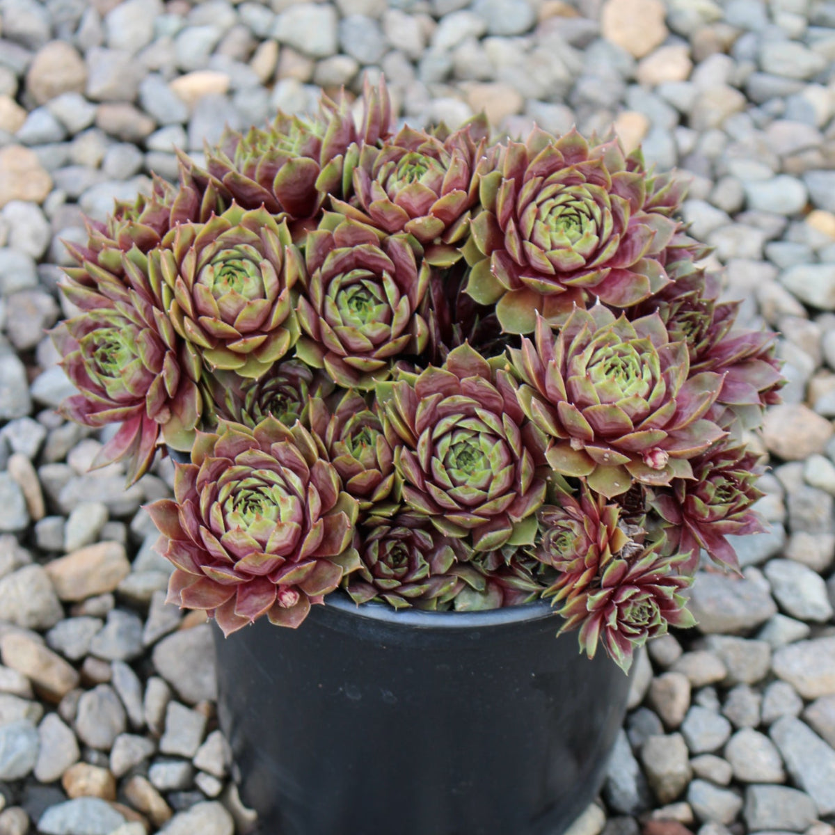 Sempervivum 'Commander Hay'