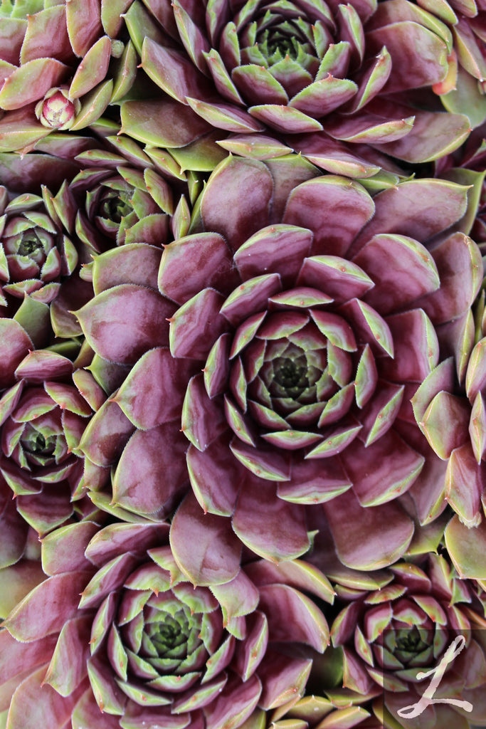 Sempervivum 'Commander Hay'