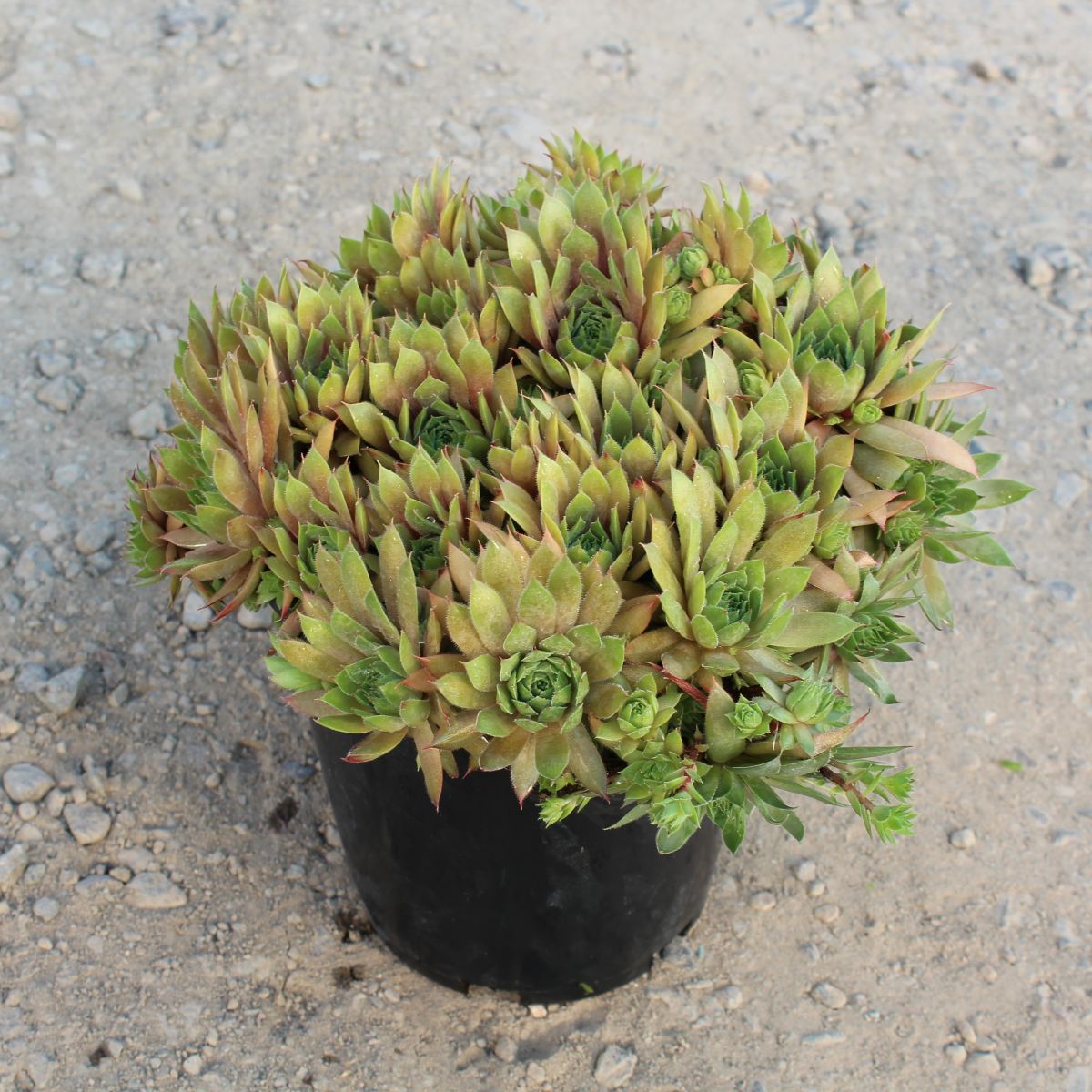 Sempervivum 'Kalinda'