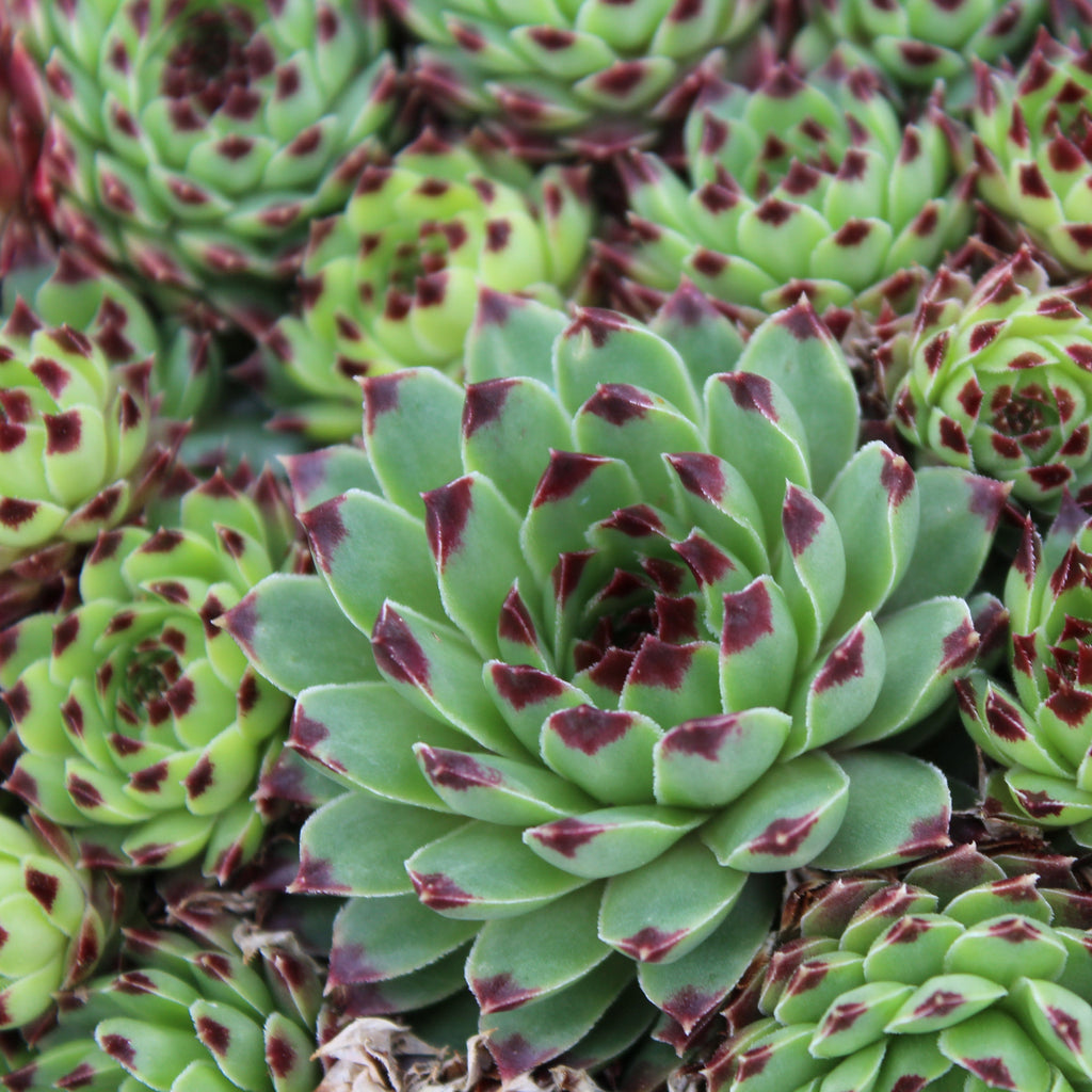 Groundcover, Sempervivum 'Mrs. Giuseppi'- 25 per flat