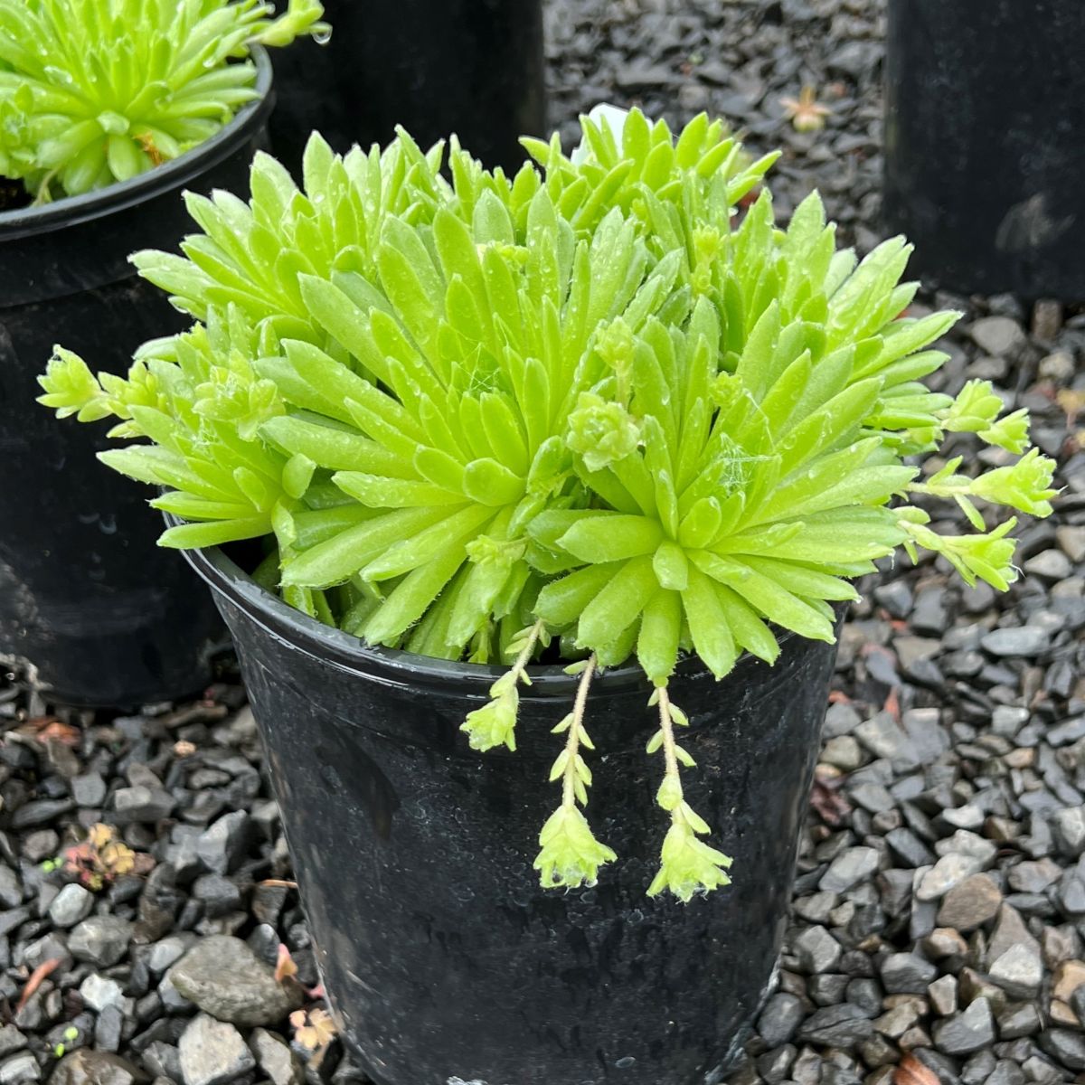 Sempervivum 'Pekinese'