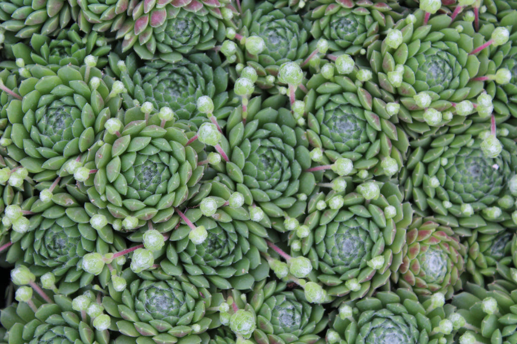 Groundcover, Sempervivum 'Pekinese'- 25 per flat