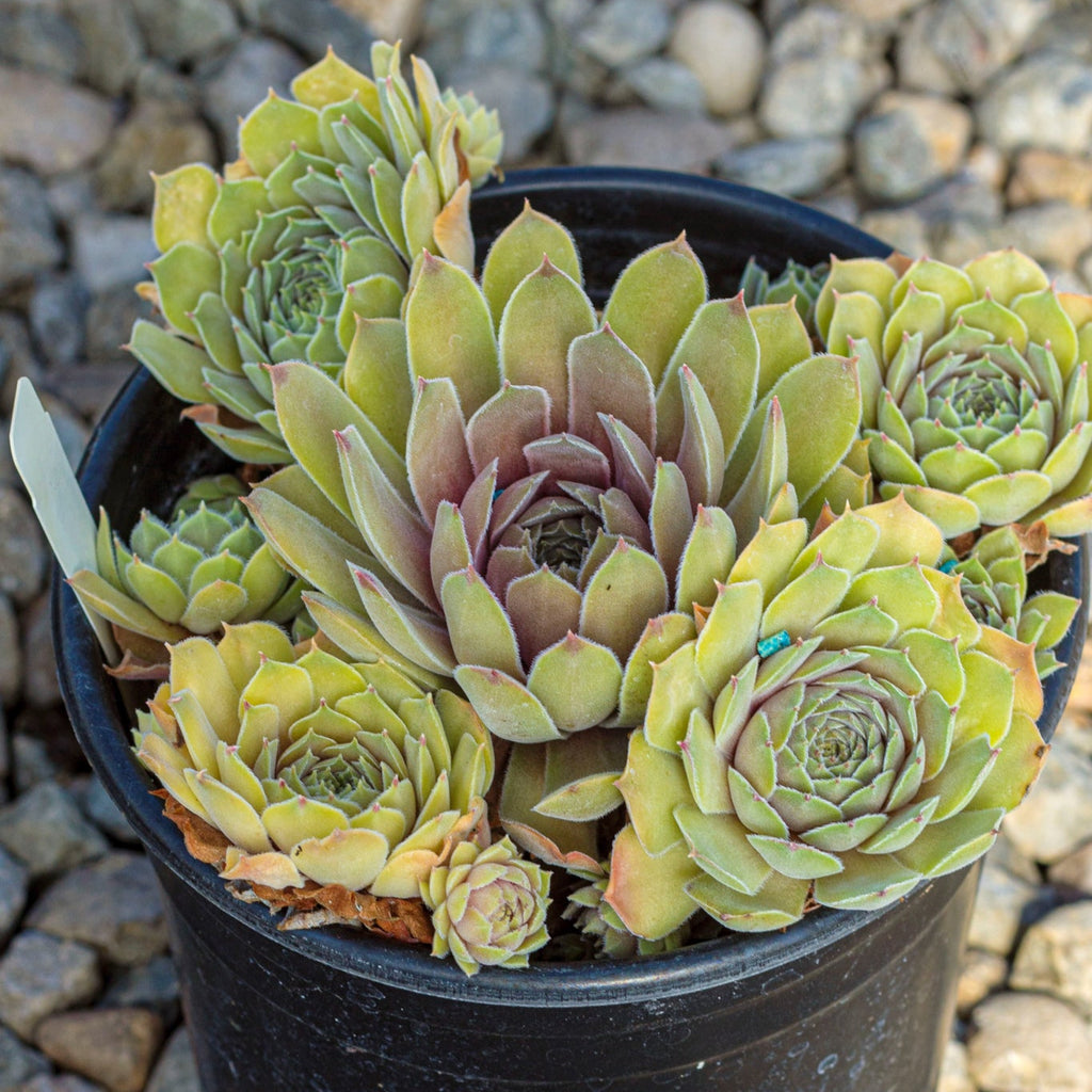 Sempervivum 'Rita Jane'