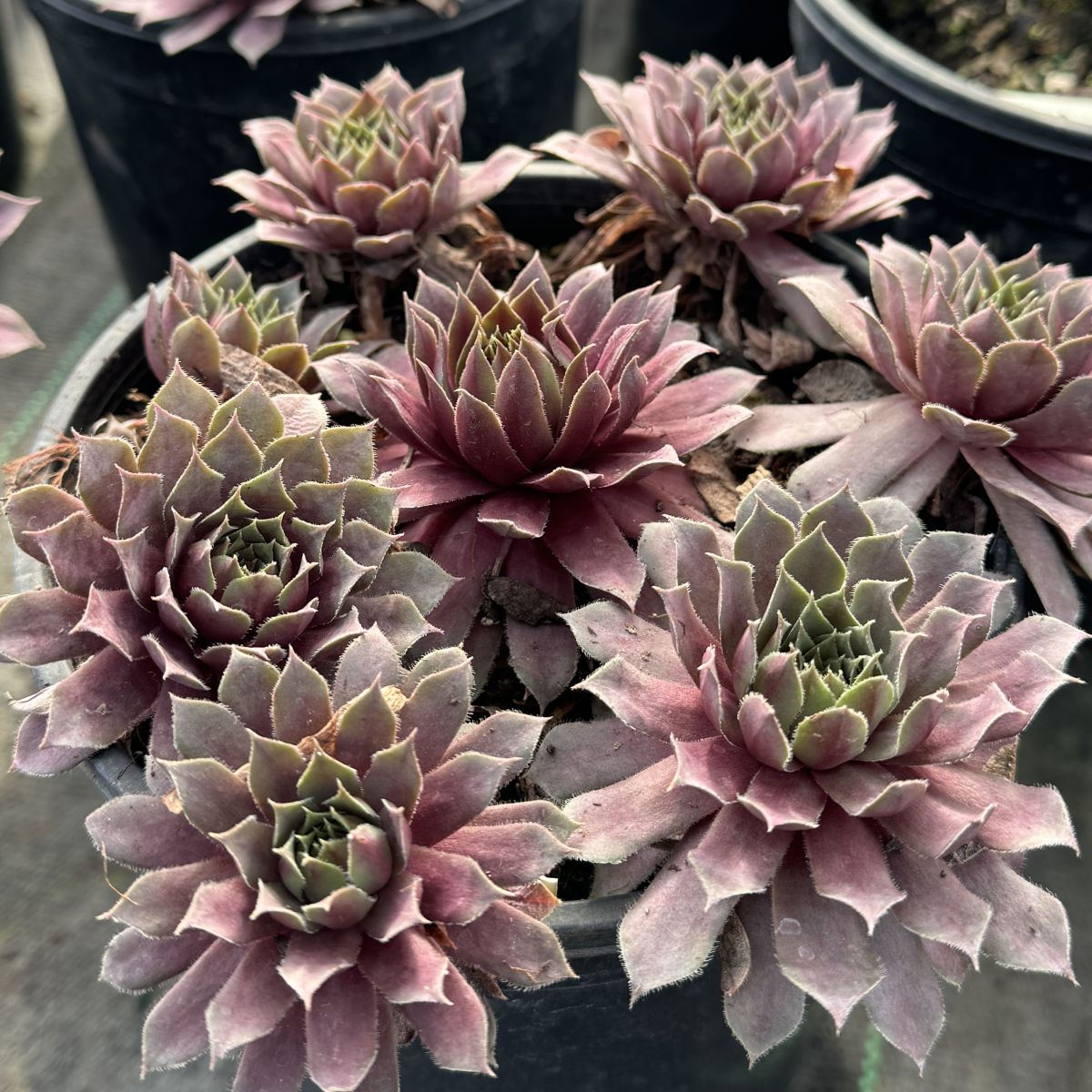 Sempervivum 'Royal Ruby'