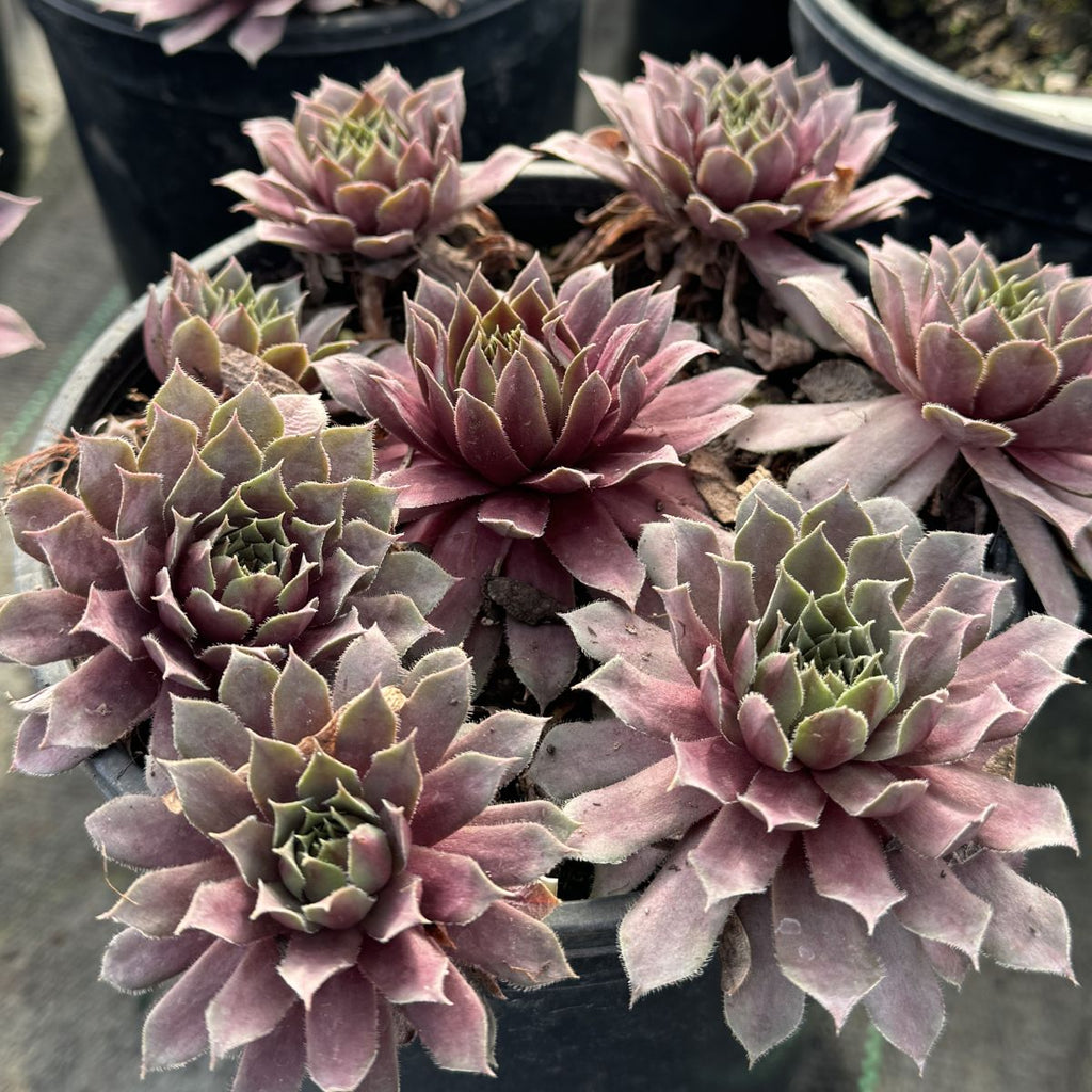 Sempervivum 'Royal Ruby'