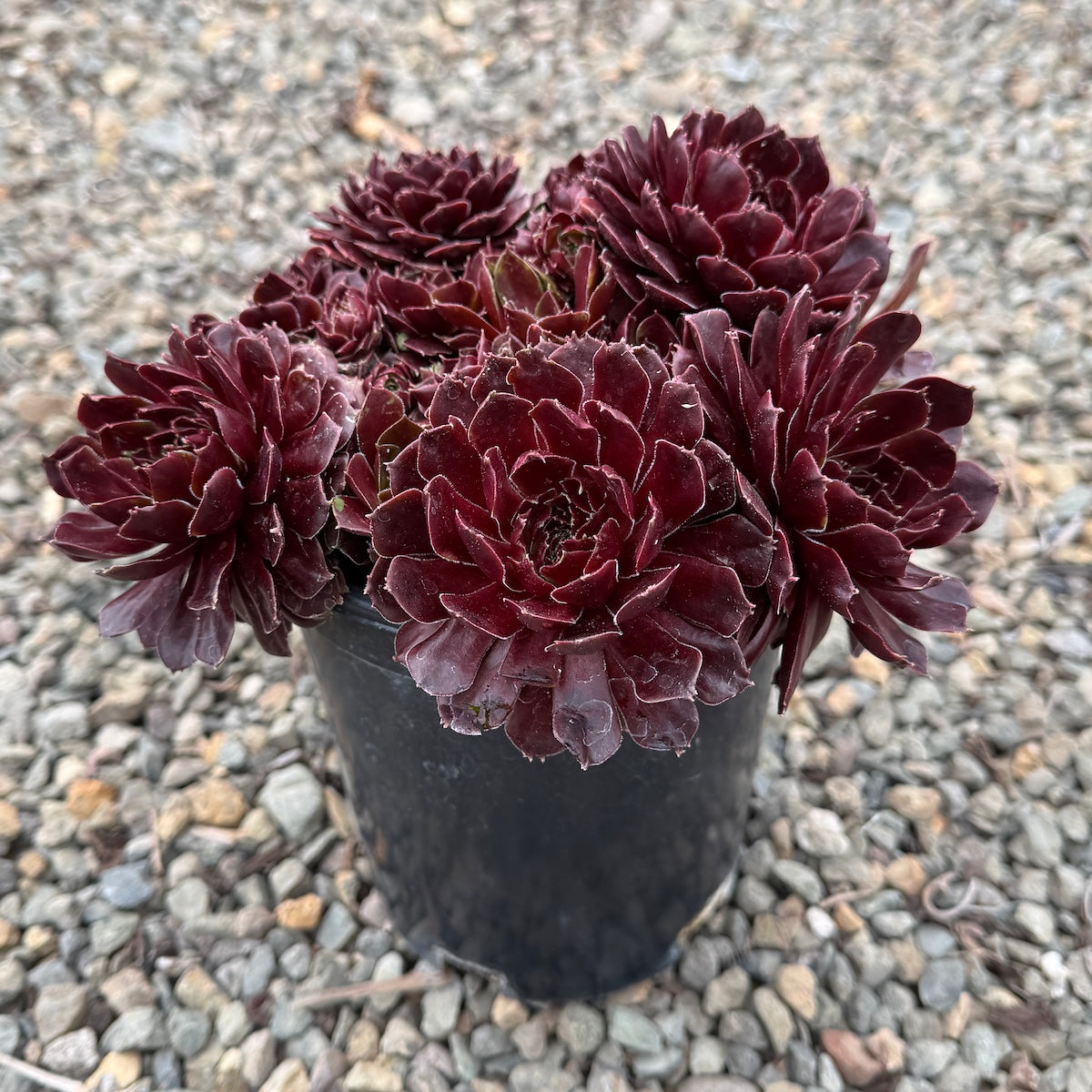 Sempervivum ‘Rubikon’