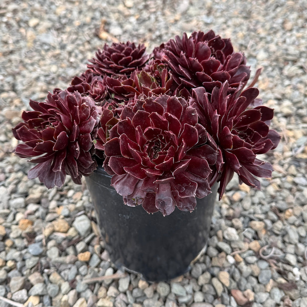 Sempervivum ‘Rubikon’