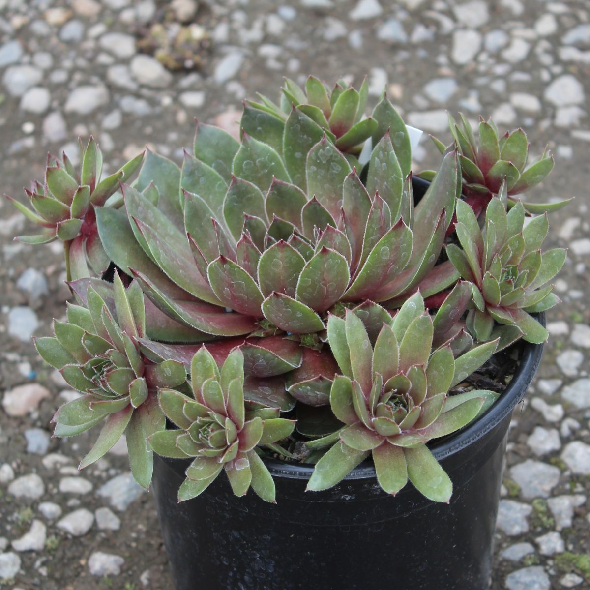 Sempervivum 'Sanford Hybrids'