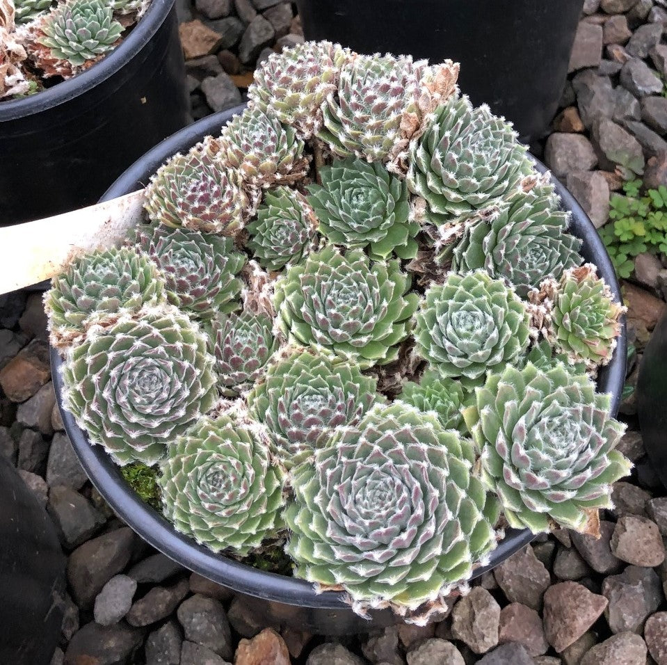 Sempervivum 'Shirley's Joy'