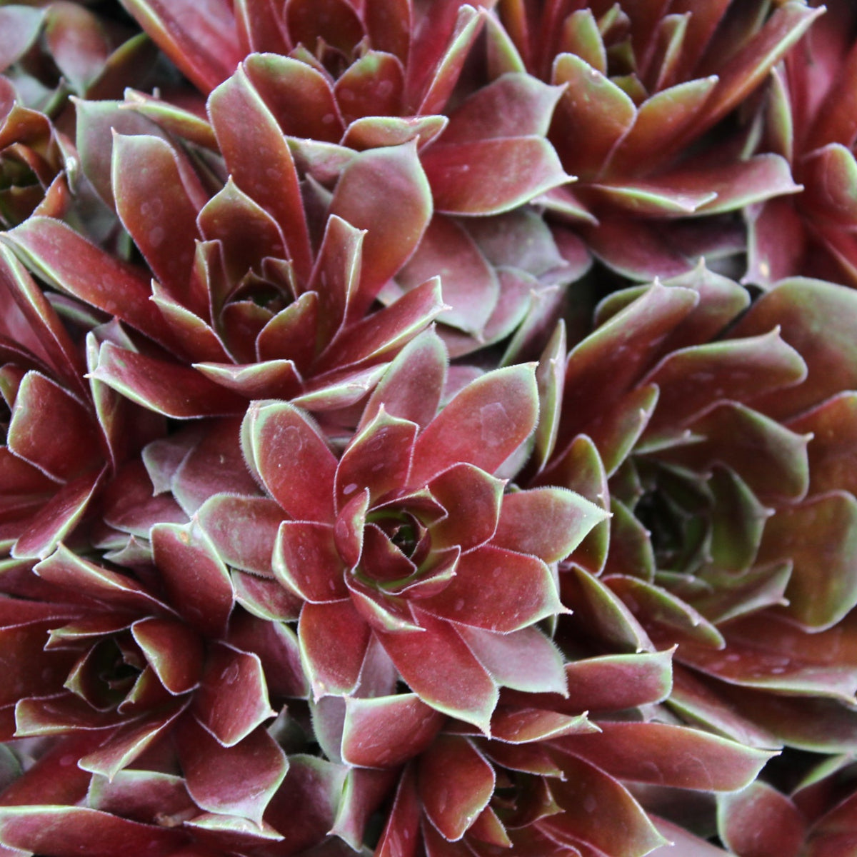 Sempervivum 'Silver King'
