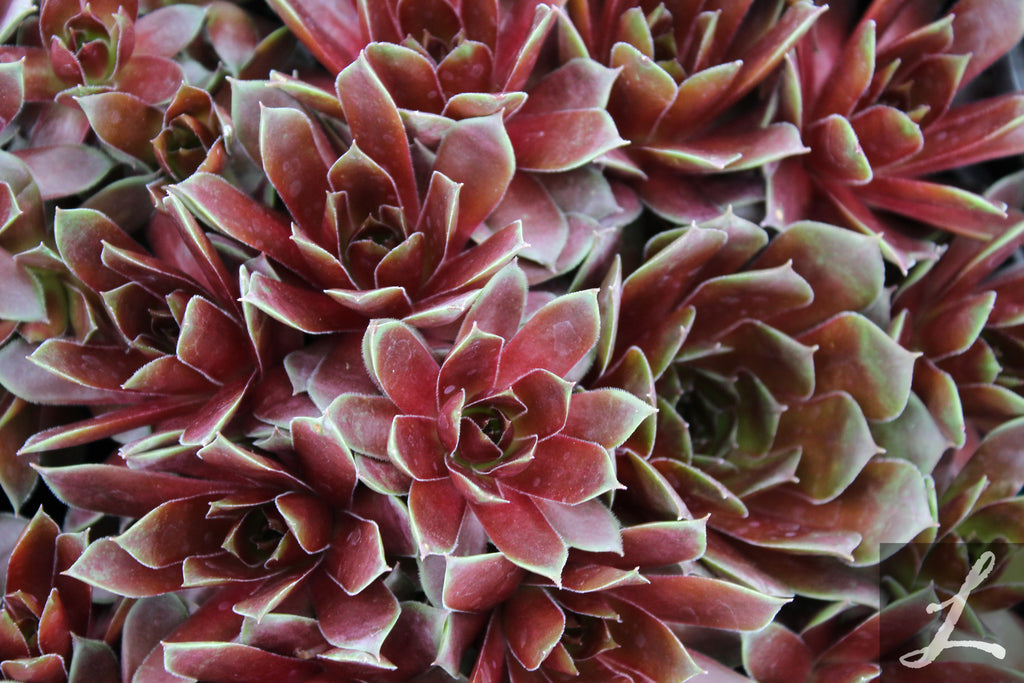 Sempervivum 'Silver King'