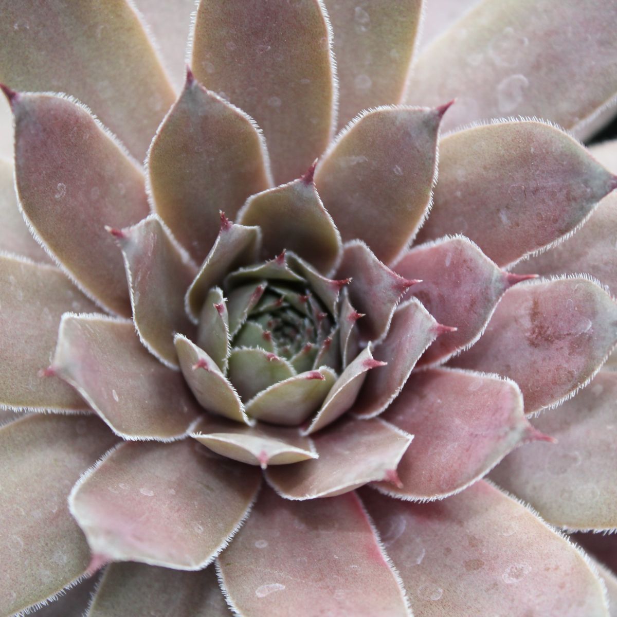Sempervivum ‘Virgil’
